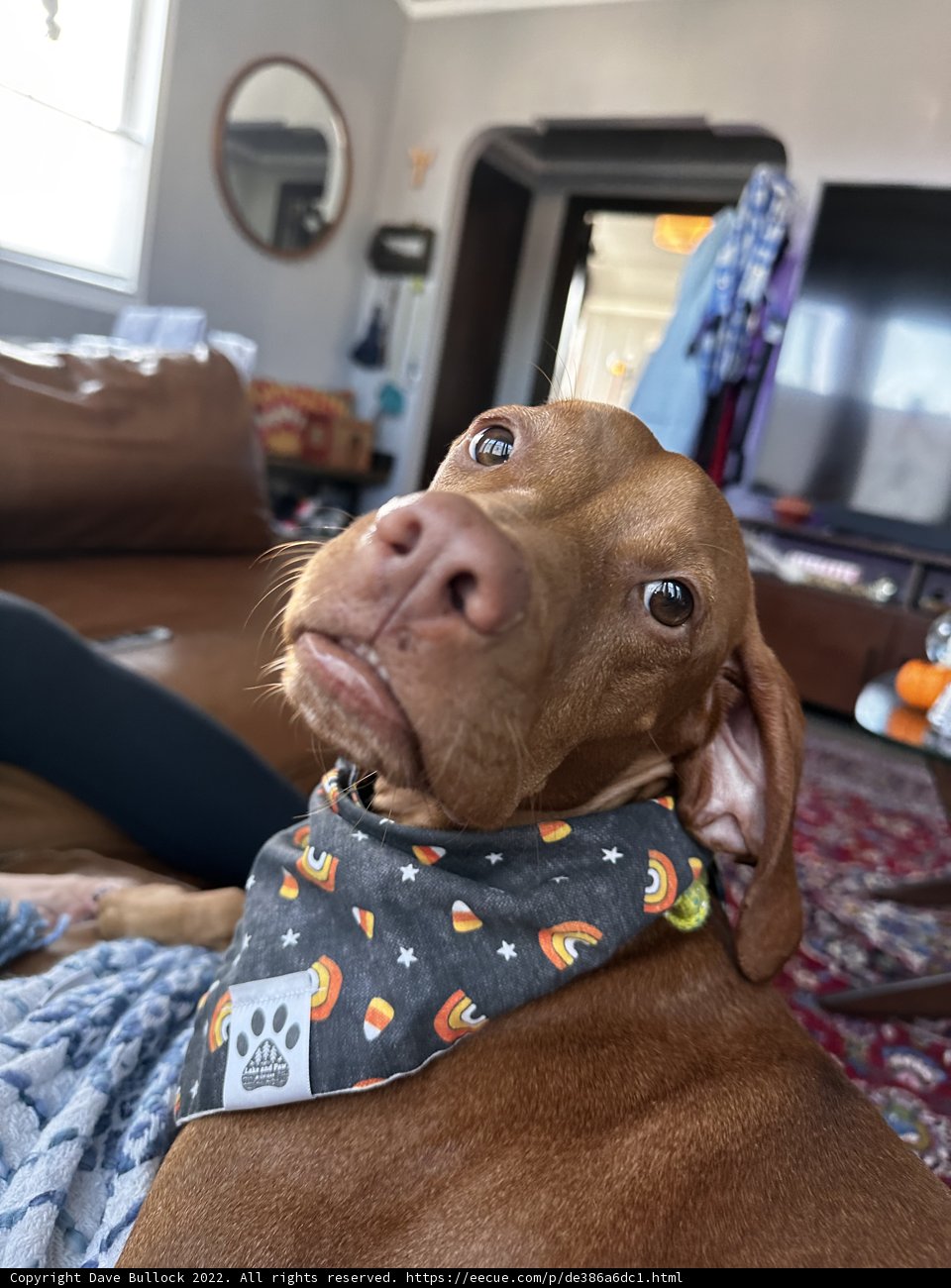 Stylish Pooch in a Bandana