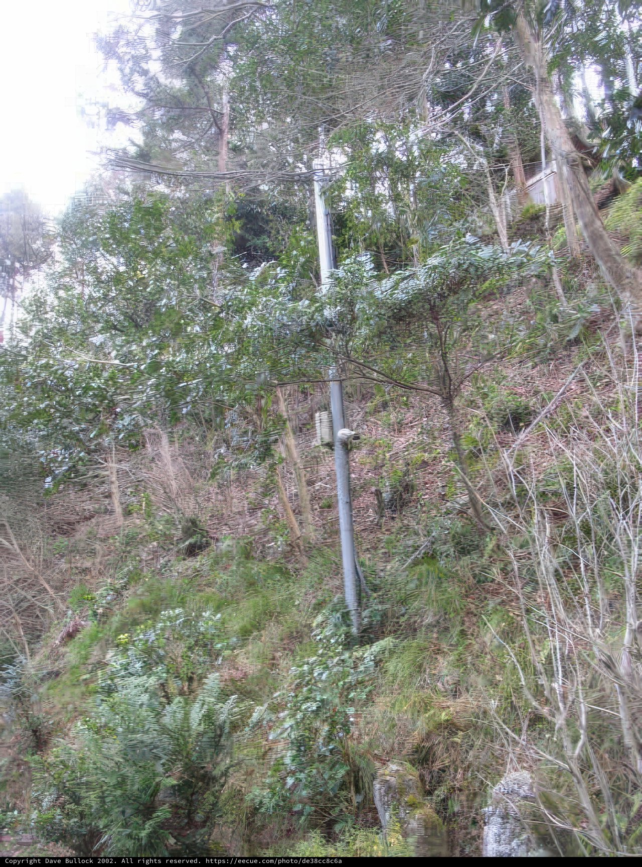 Serene Hillside Filled with Vegetation