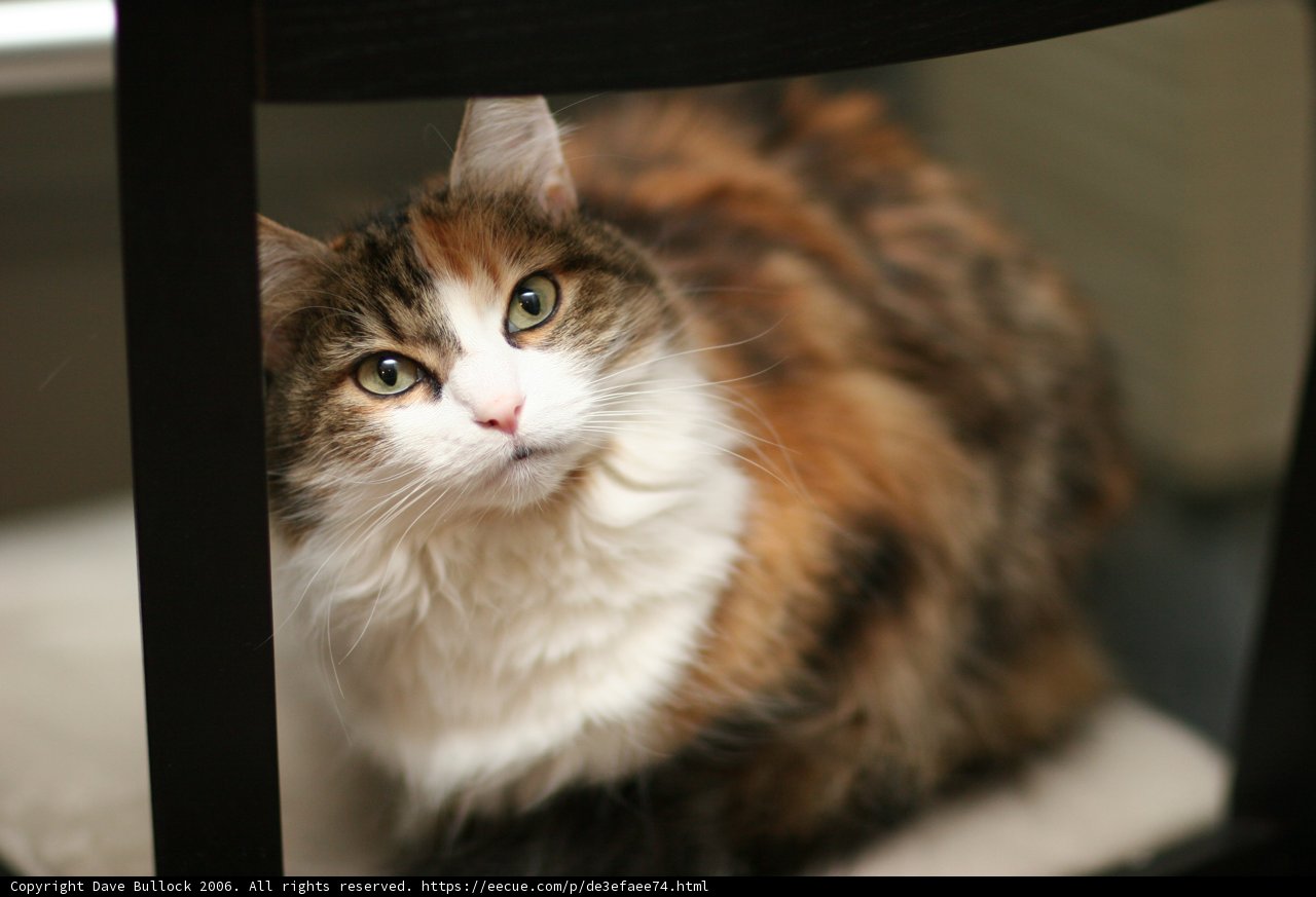 The Regal Manx