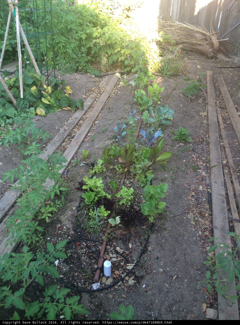 A Serene Garden of Herbal Delights
