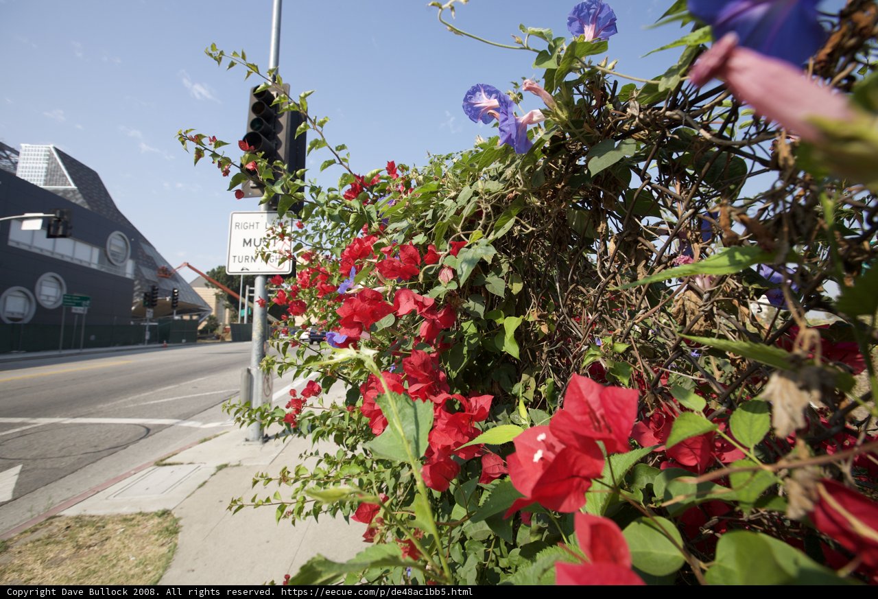 Floral Intersection