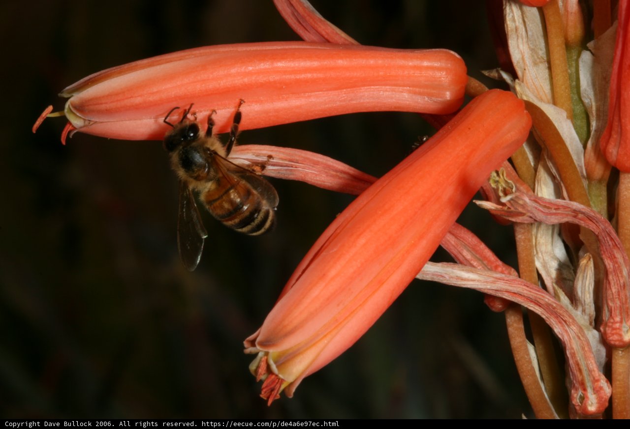 Busy Bee on a Red Petal Flower