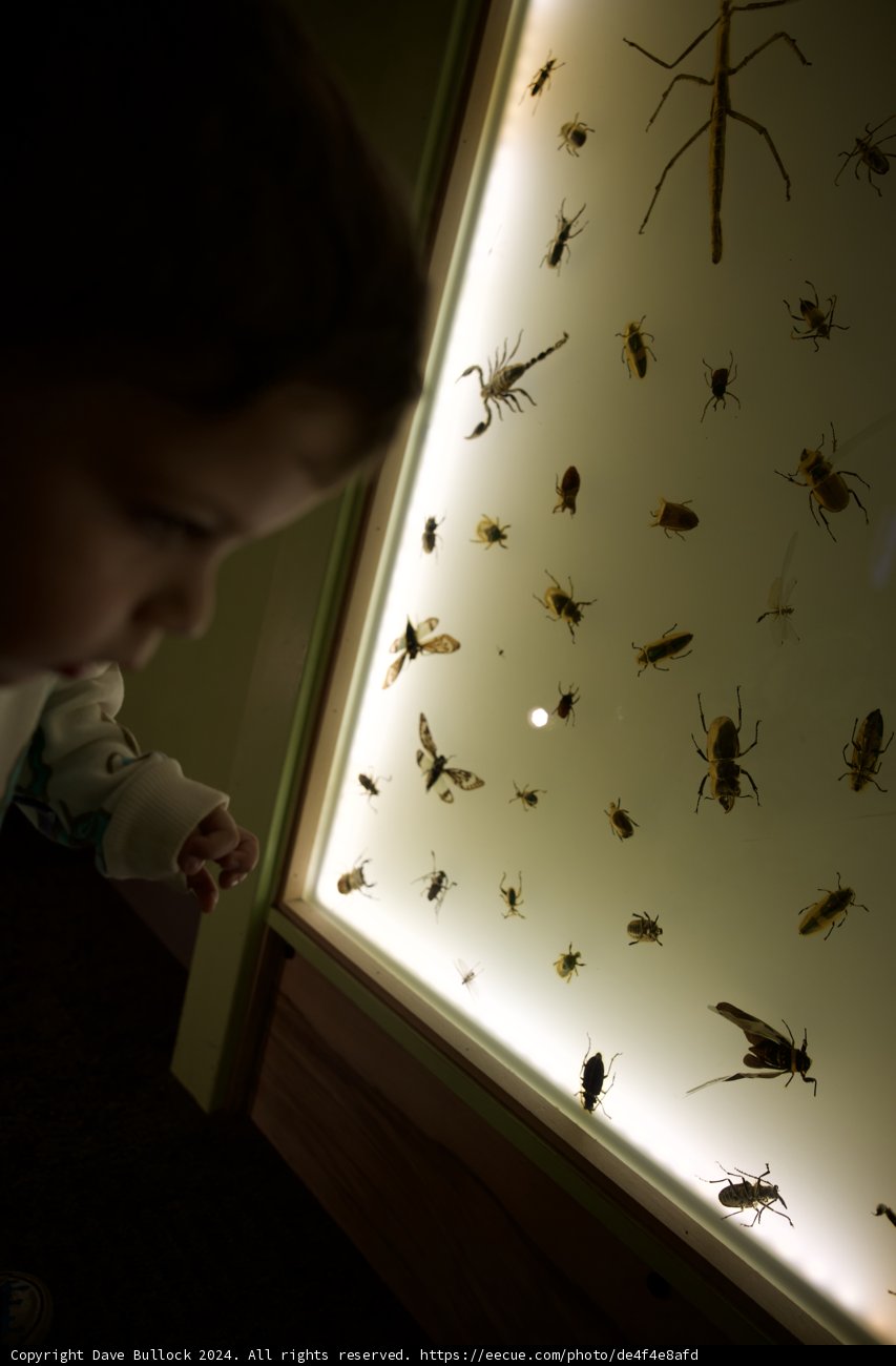 Little Entomologist