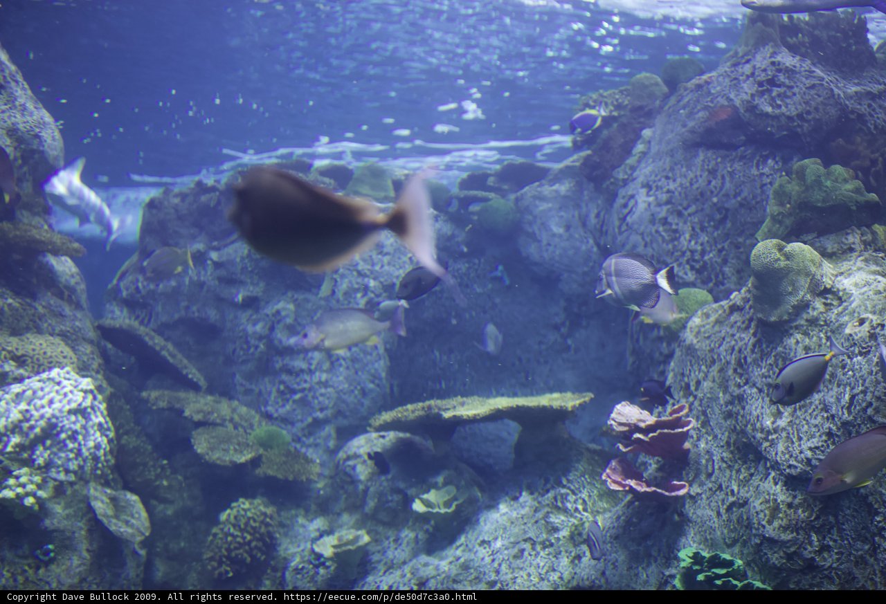 Majestic Rock Wall in the Aquarium