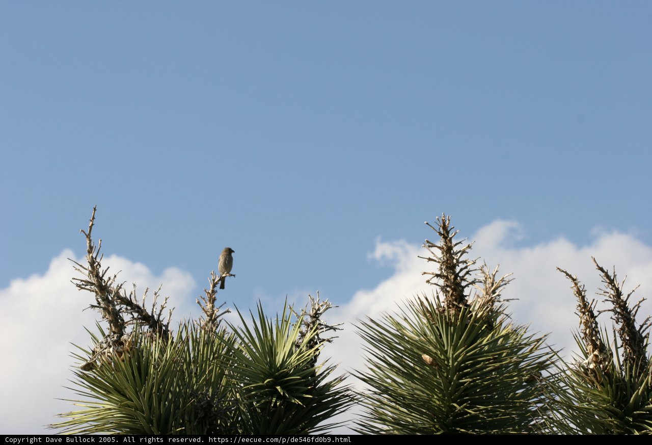 Tree-top Birdwatching