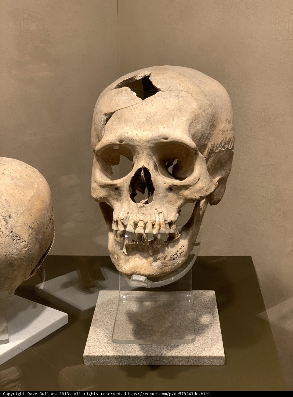 A Museum Display of Ancient Skulls
