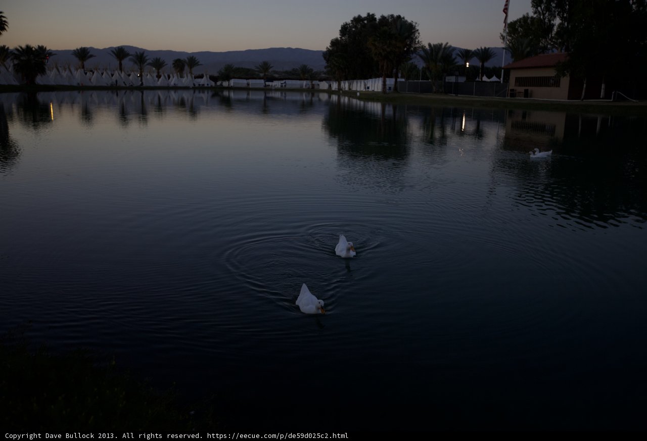 Swan Song at Sunset
