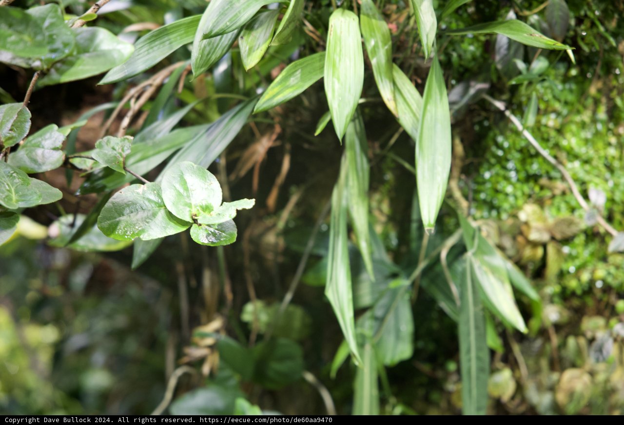 Nature's Canvas: Rainforest Transcendence