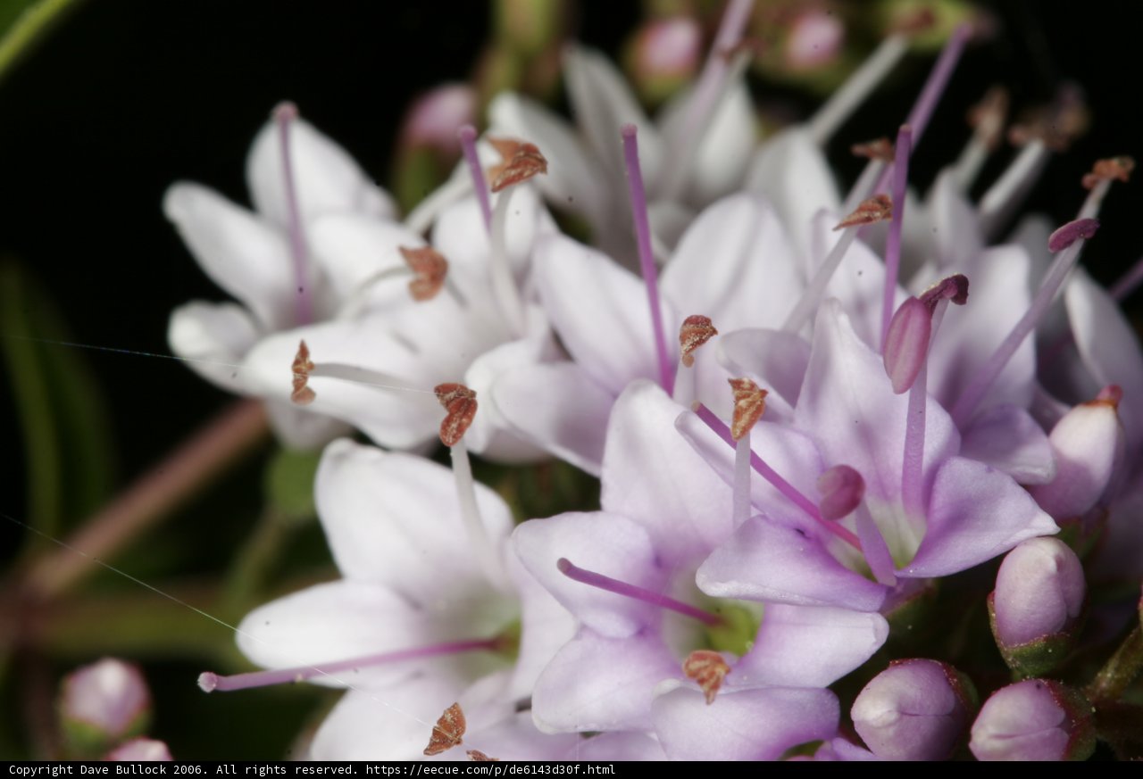 Purple Blooms in 2006 Garden