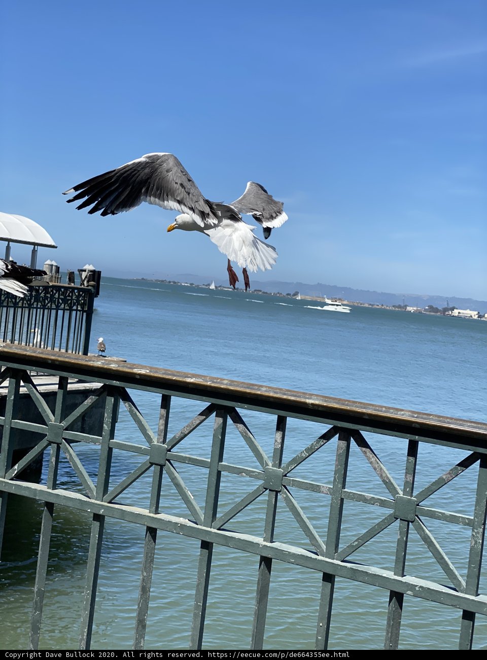 Seagull Soaring Above Serene Waters