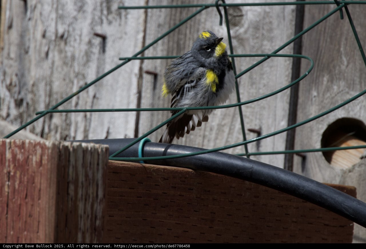 Feathered Splash of Sunshine