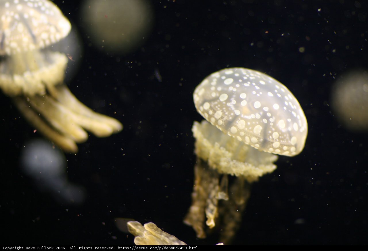 Mesmerizing Jellyfish in the Aquarium