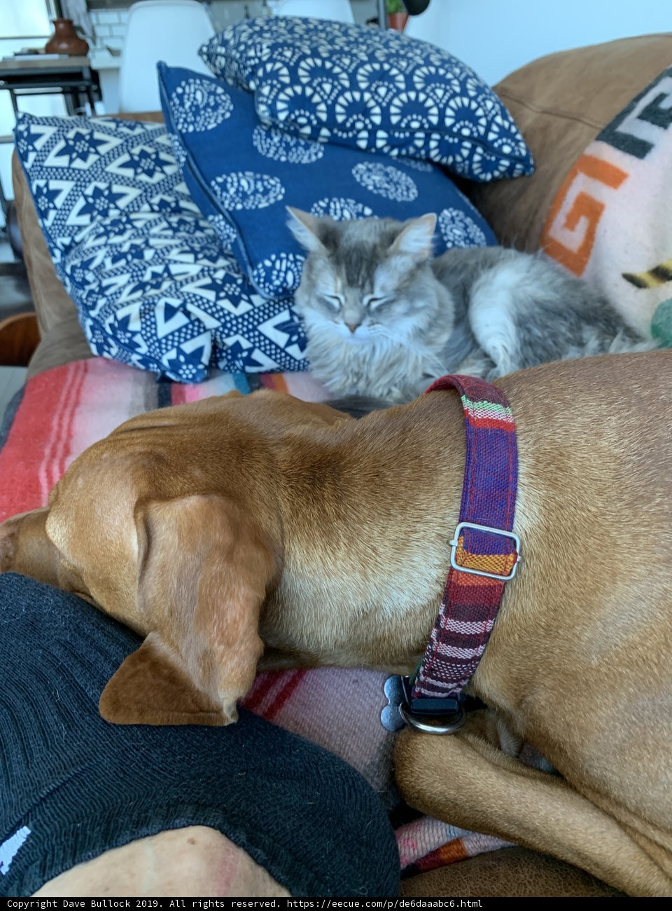 Cozy Companions on the Couch