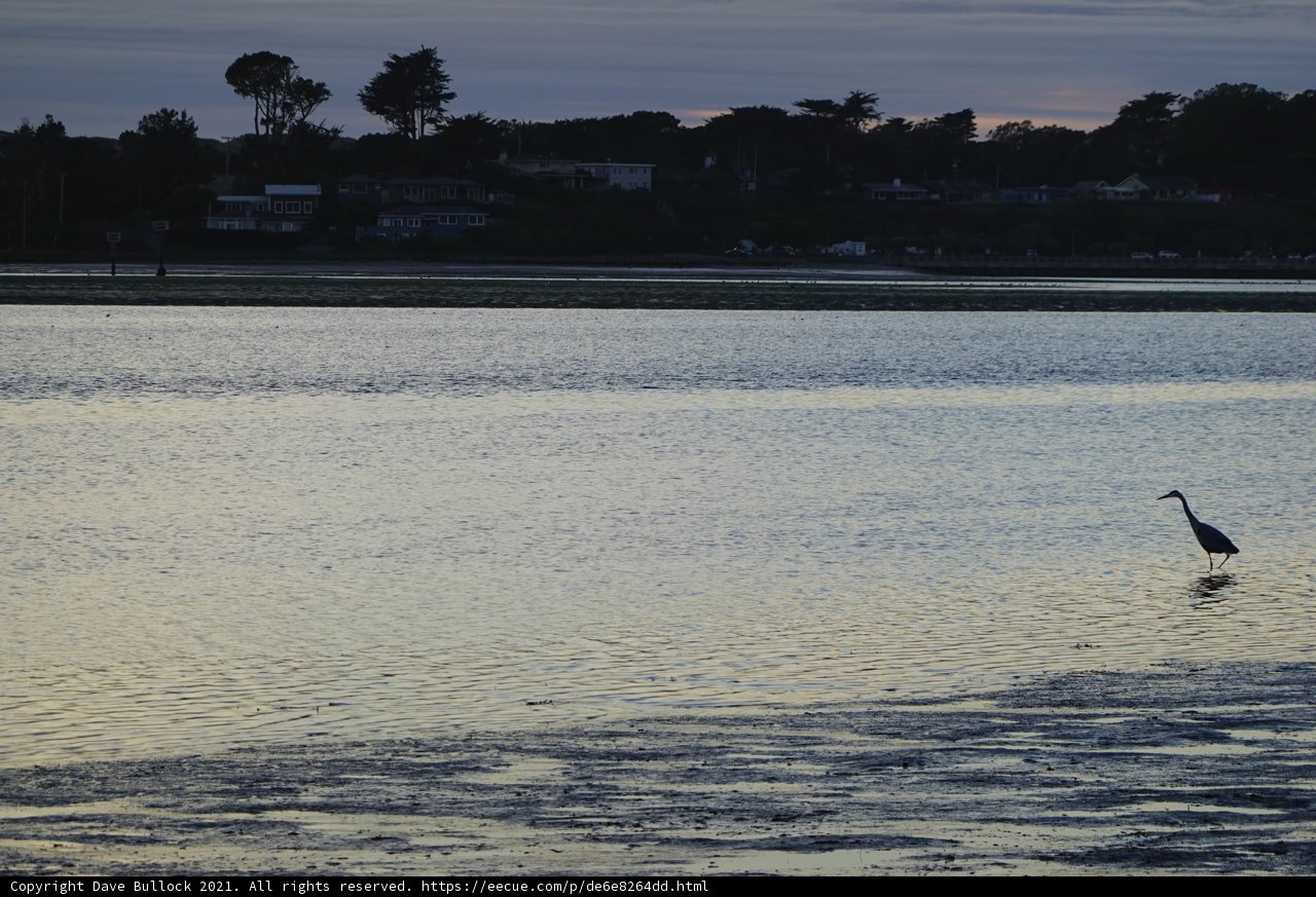 Silhouette of a Bird Walking on the Lake