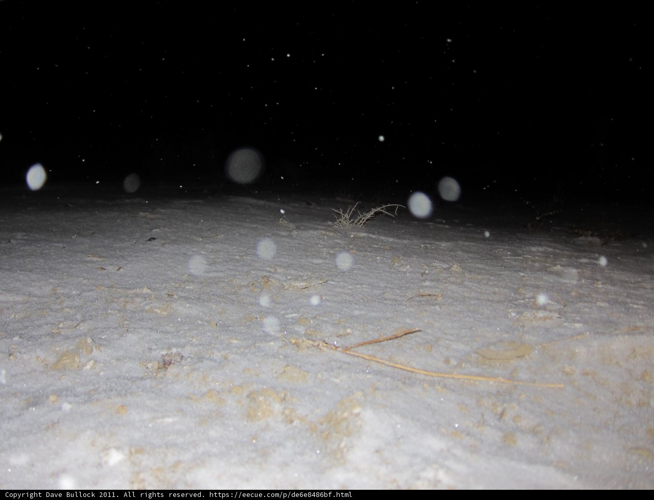 Winter Wonderland
