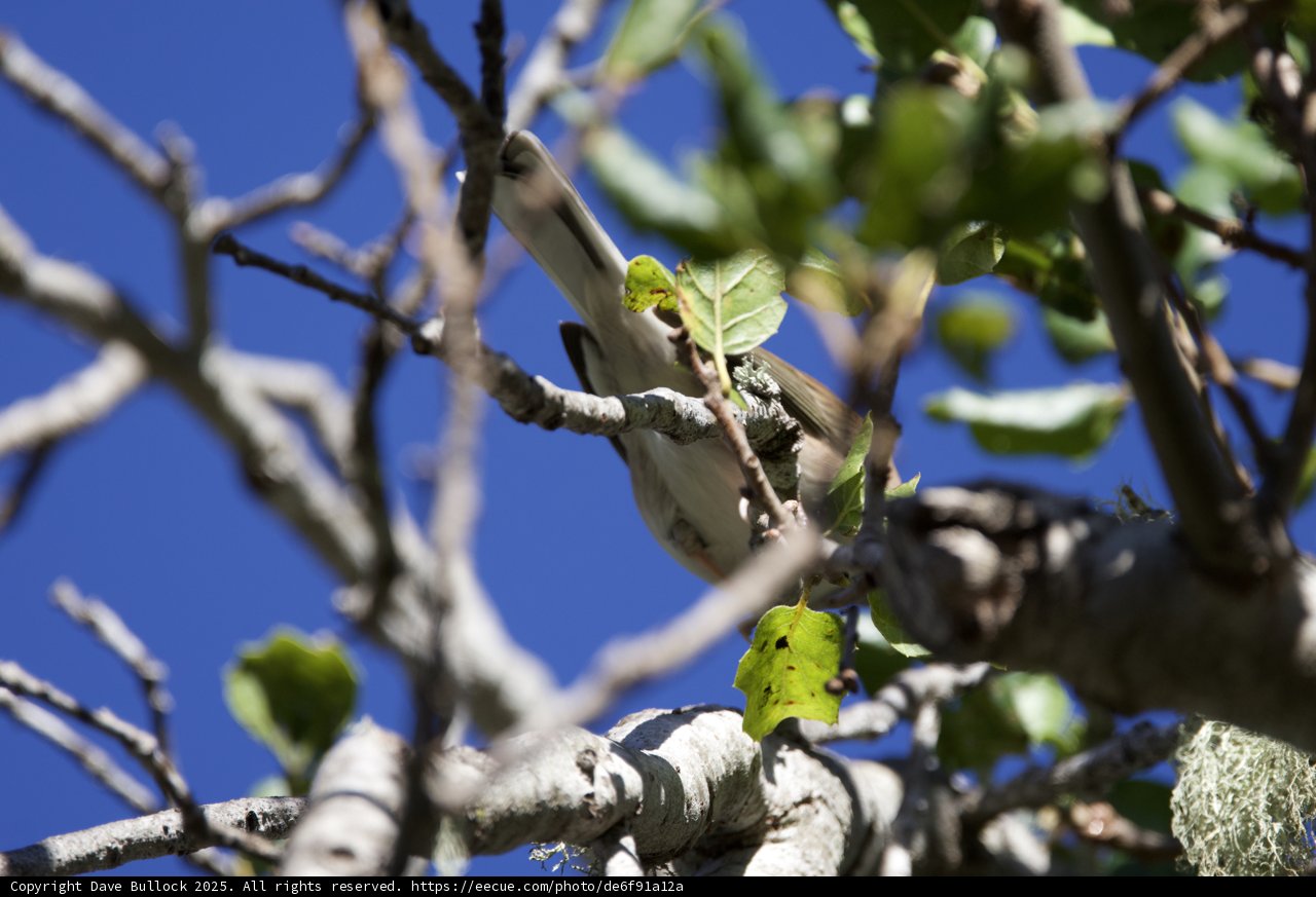 Hidden Among the Branches
