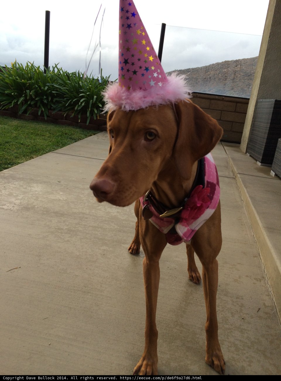Party Pup