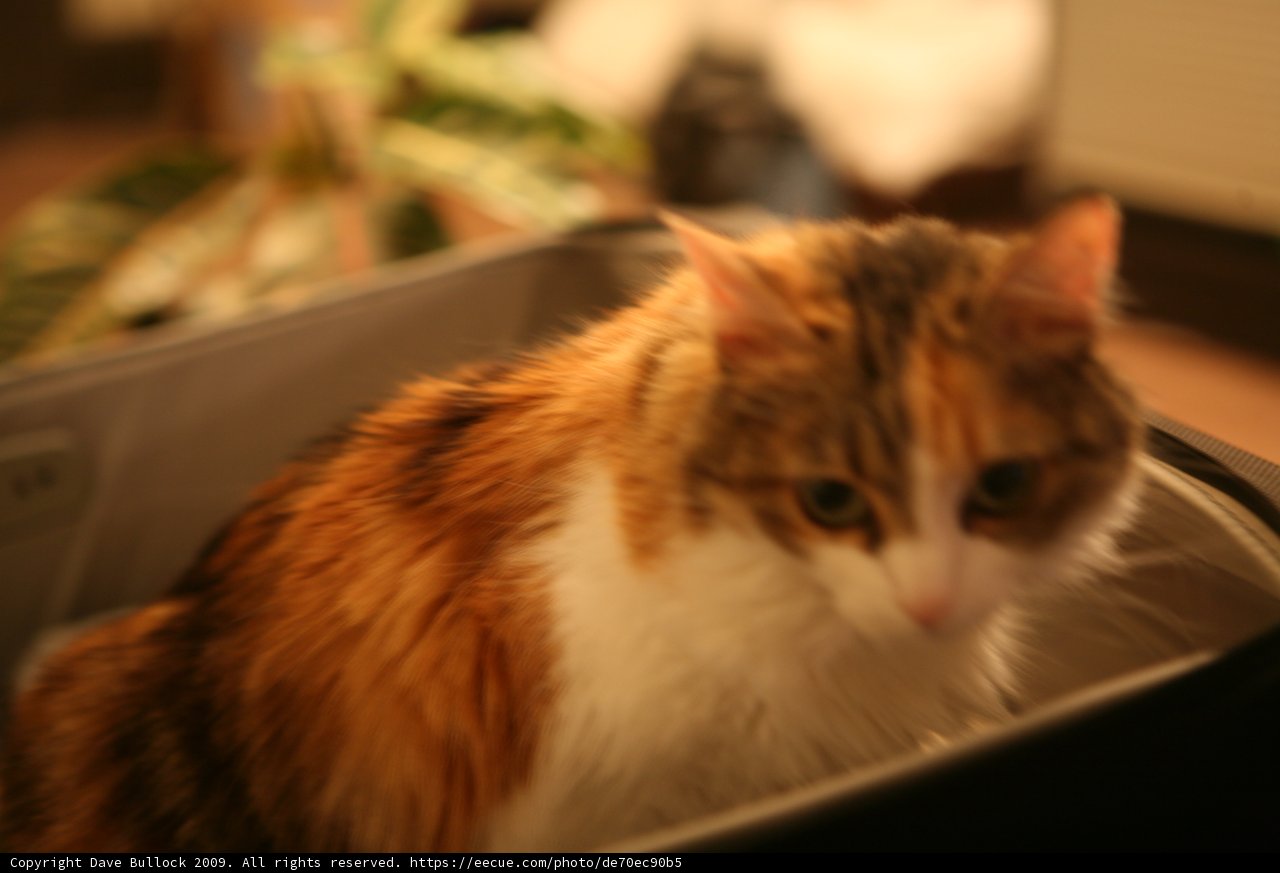 Feline Adventure in the Suitcase