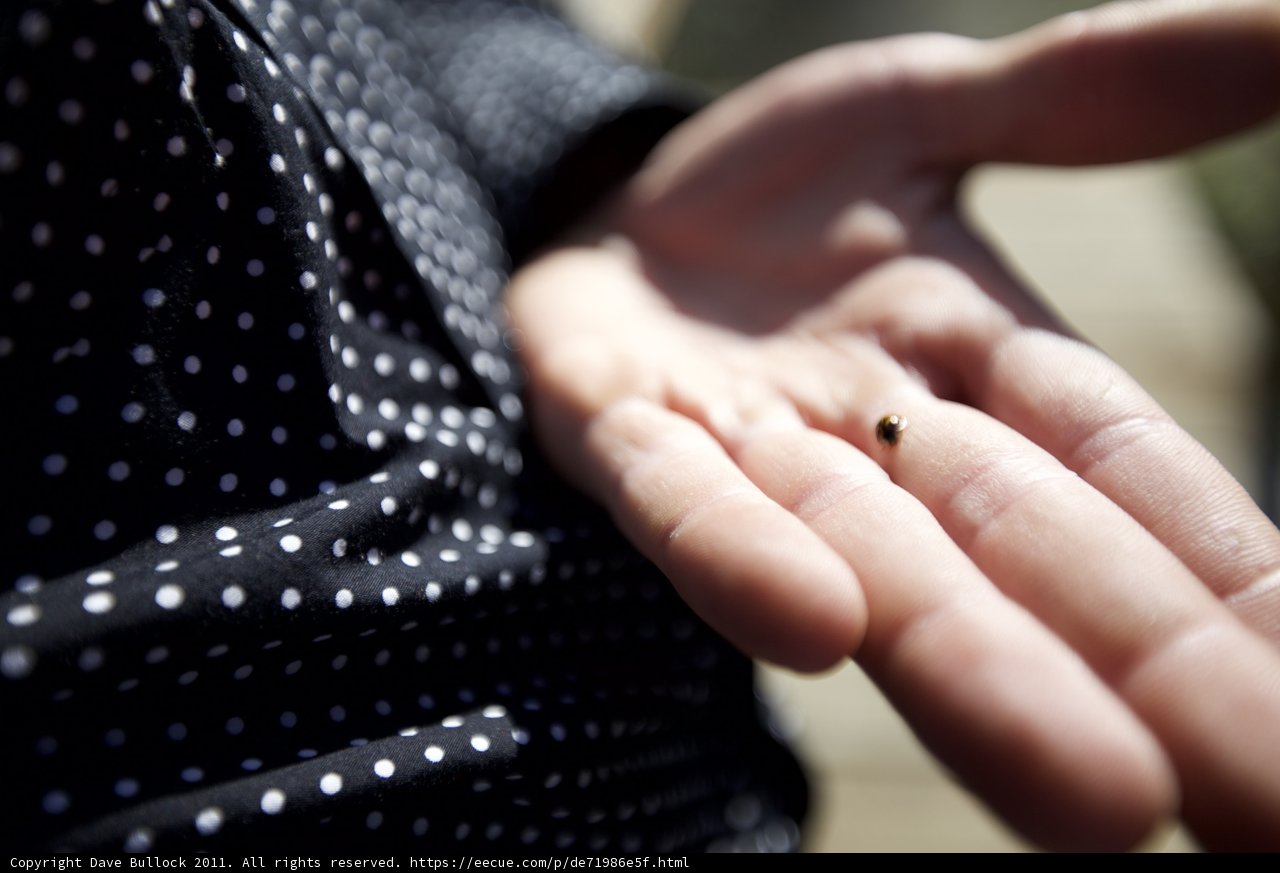 Tiny Wonder