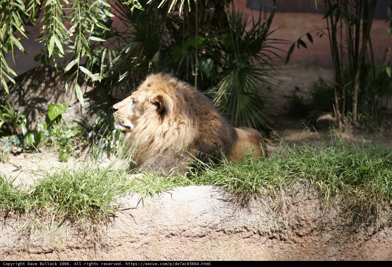 King of the Grasslands