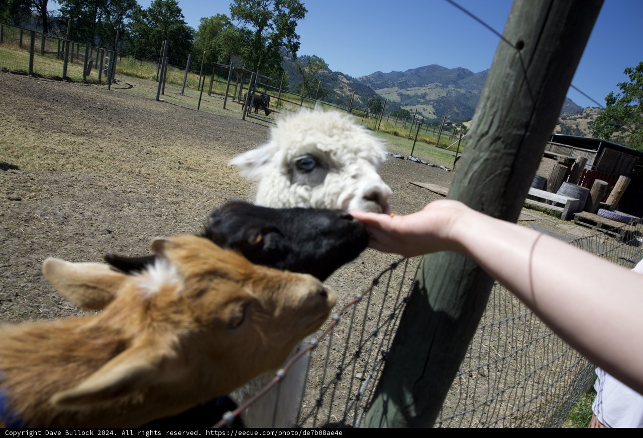 Close Encounter at Calistoga Old Faithful Geyser Farm