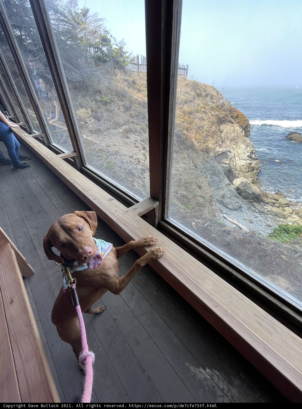 Puppy's View of the Pacific