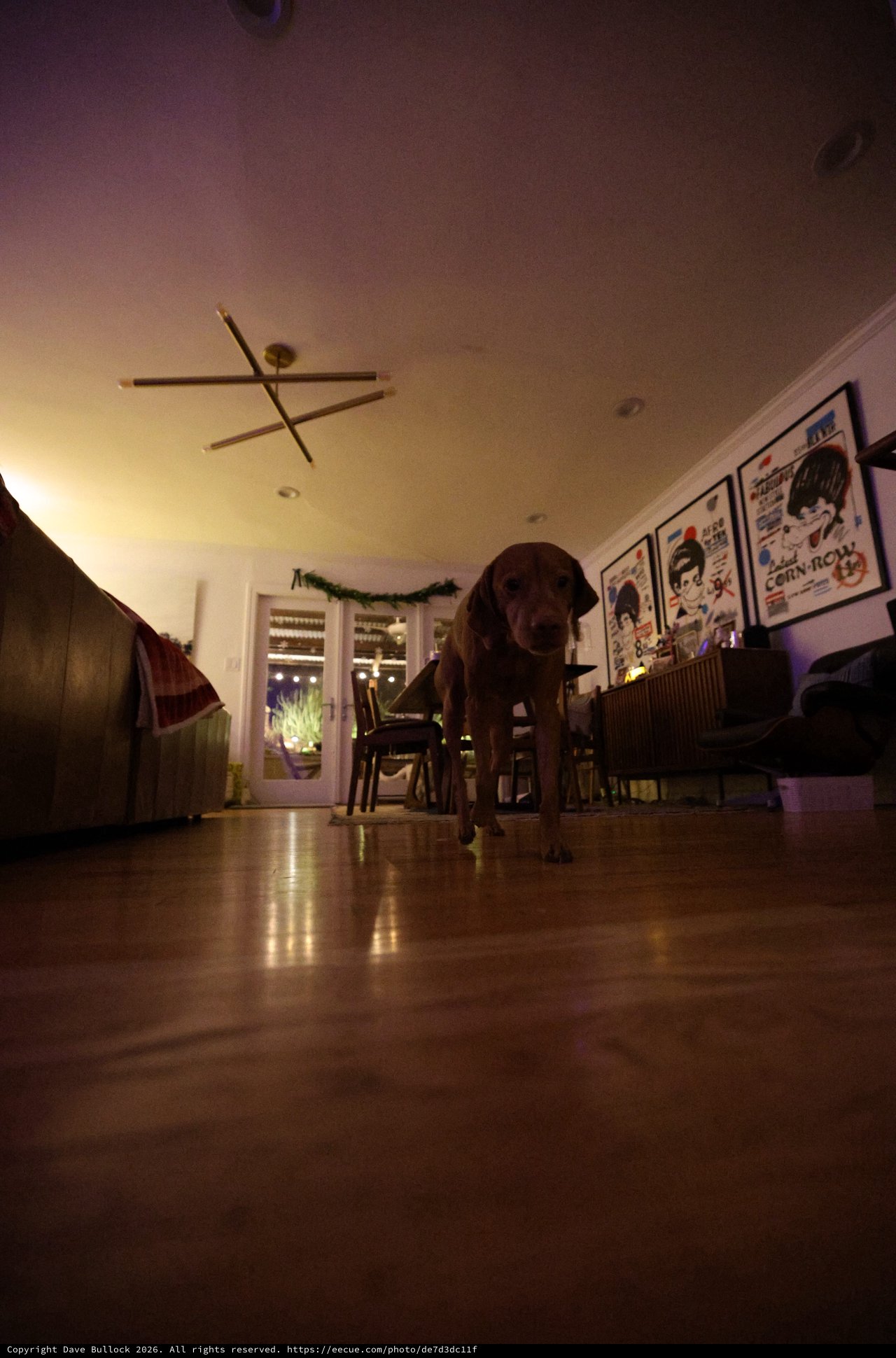 Chocolate Lab Standing in Dimly Lit Dining Room