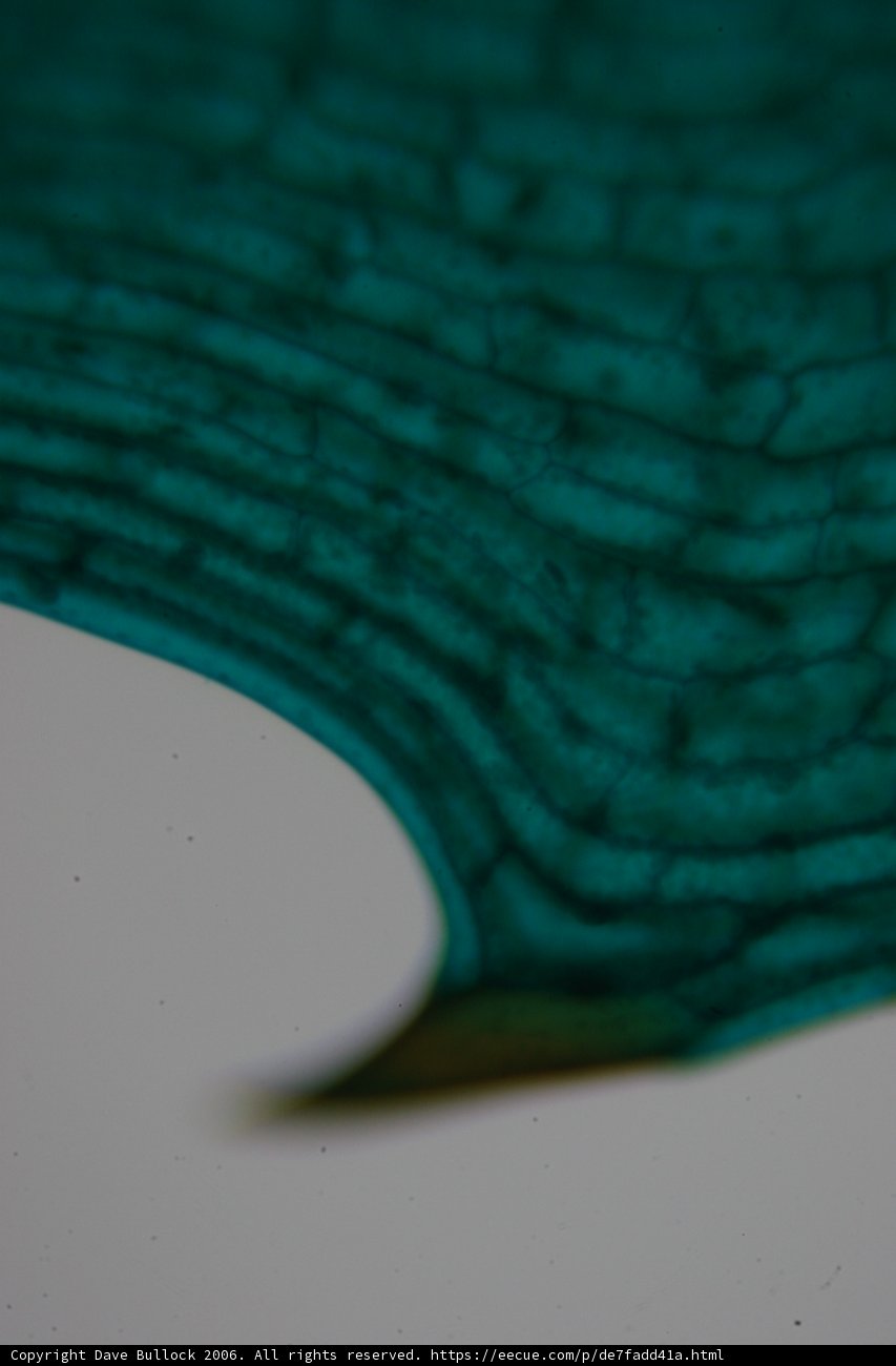 Green Leaf with Algae Texture