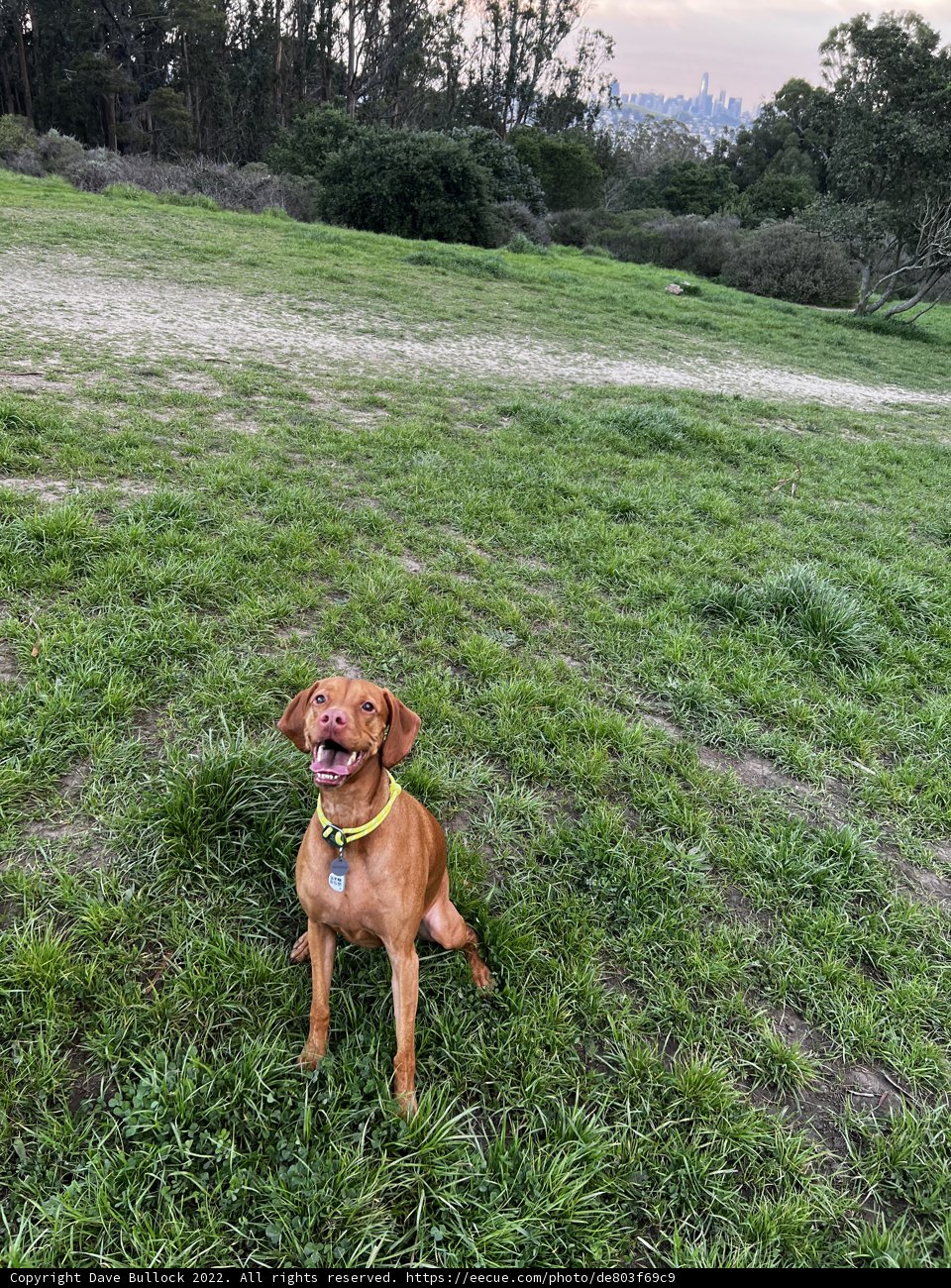 A Vizsla in the Fields of McLaren Park