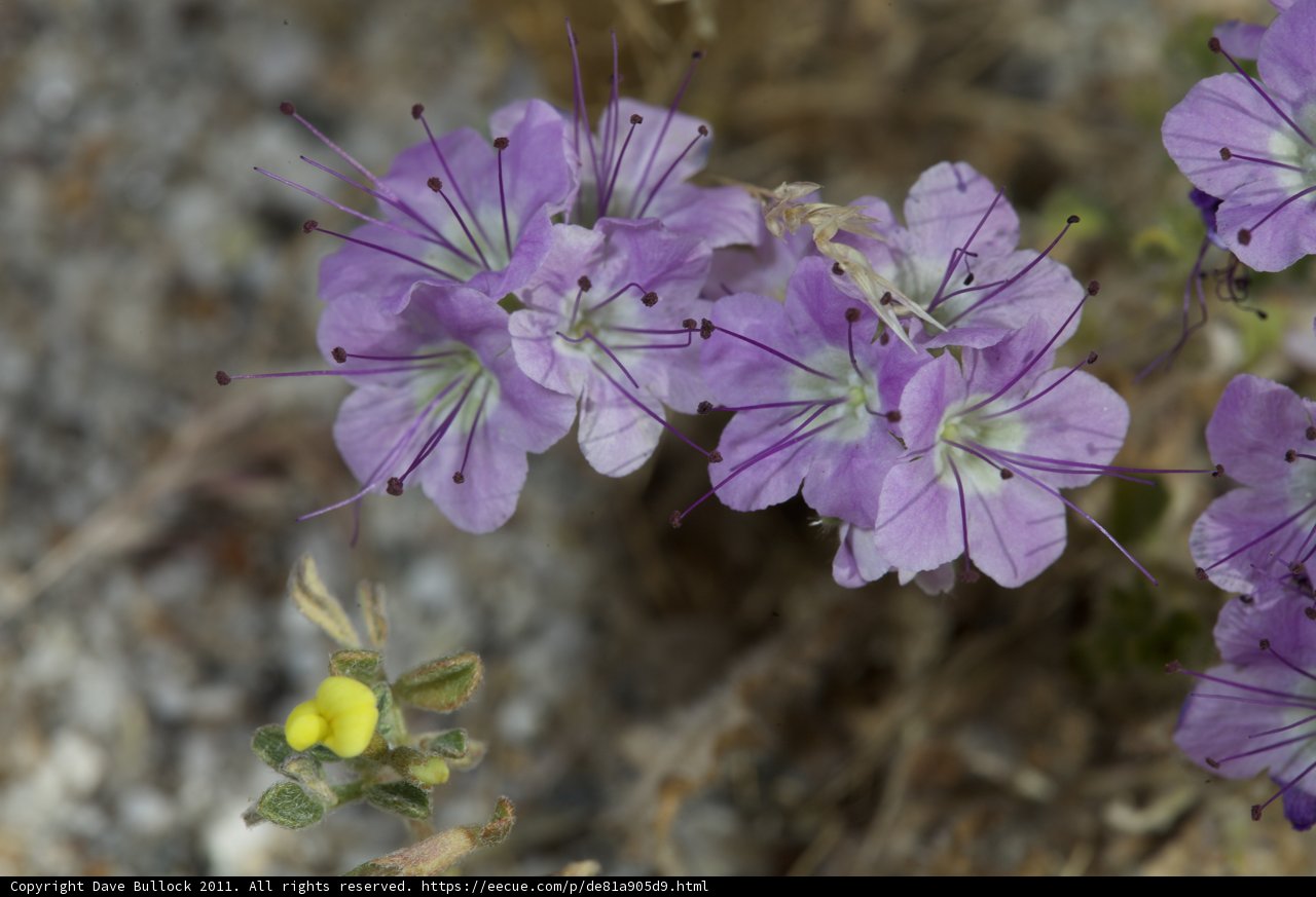 Delicate Blooms