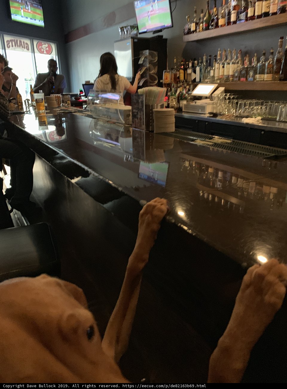 Bar Dog