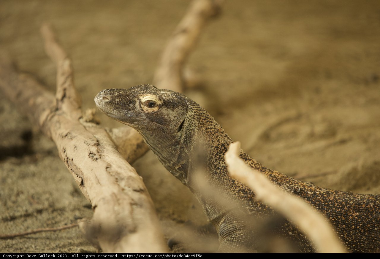 Majestic Monitor Lizard at SF Zoo