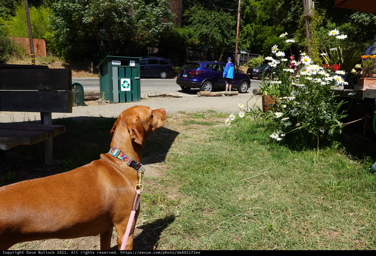 Dog Watching Neighborhood Activity from Yard