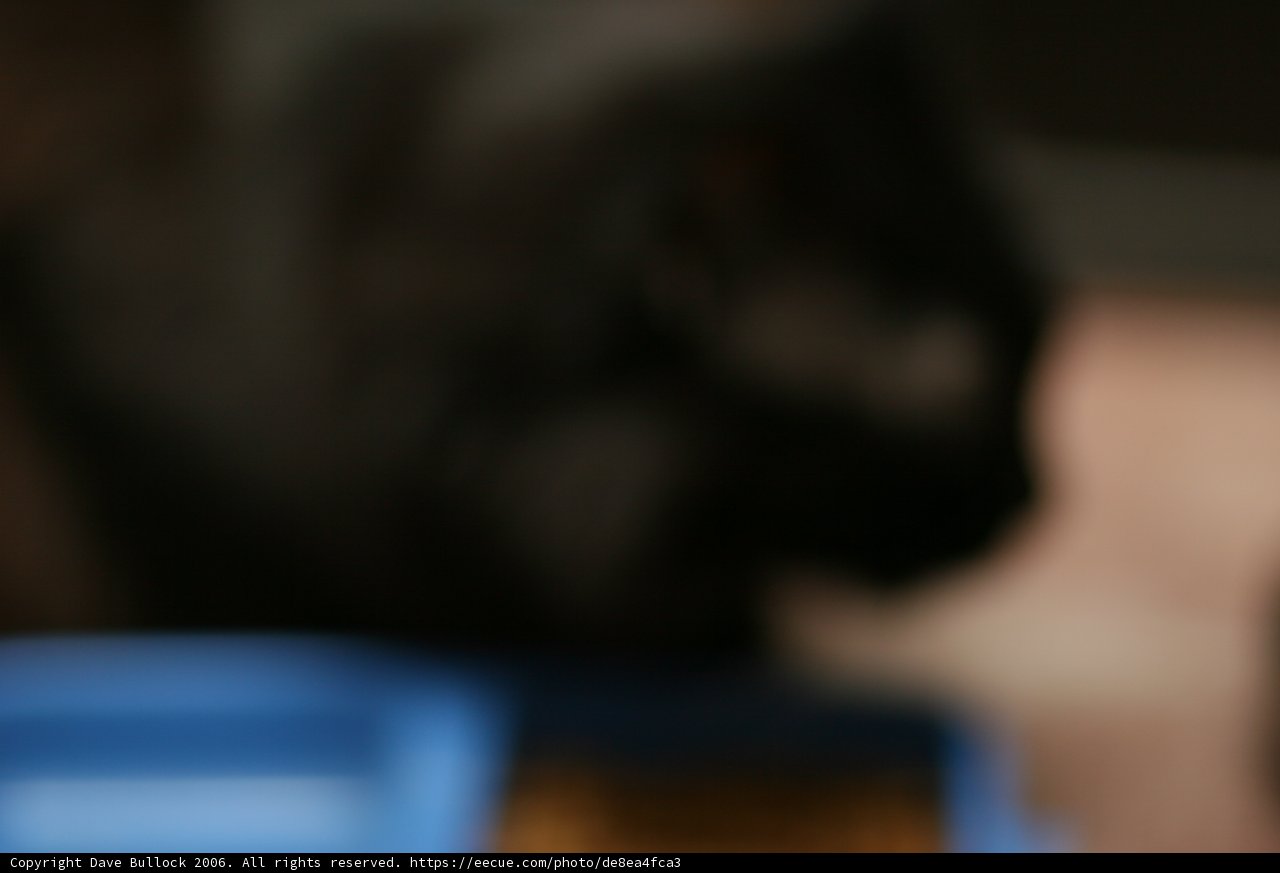 Blurry Black Cat