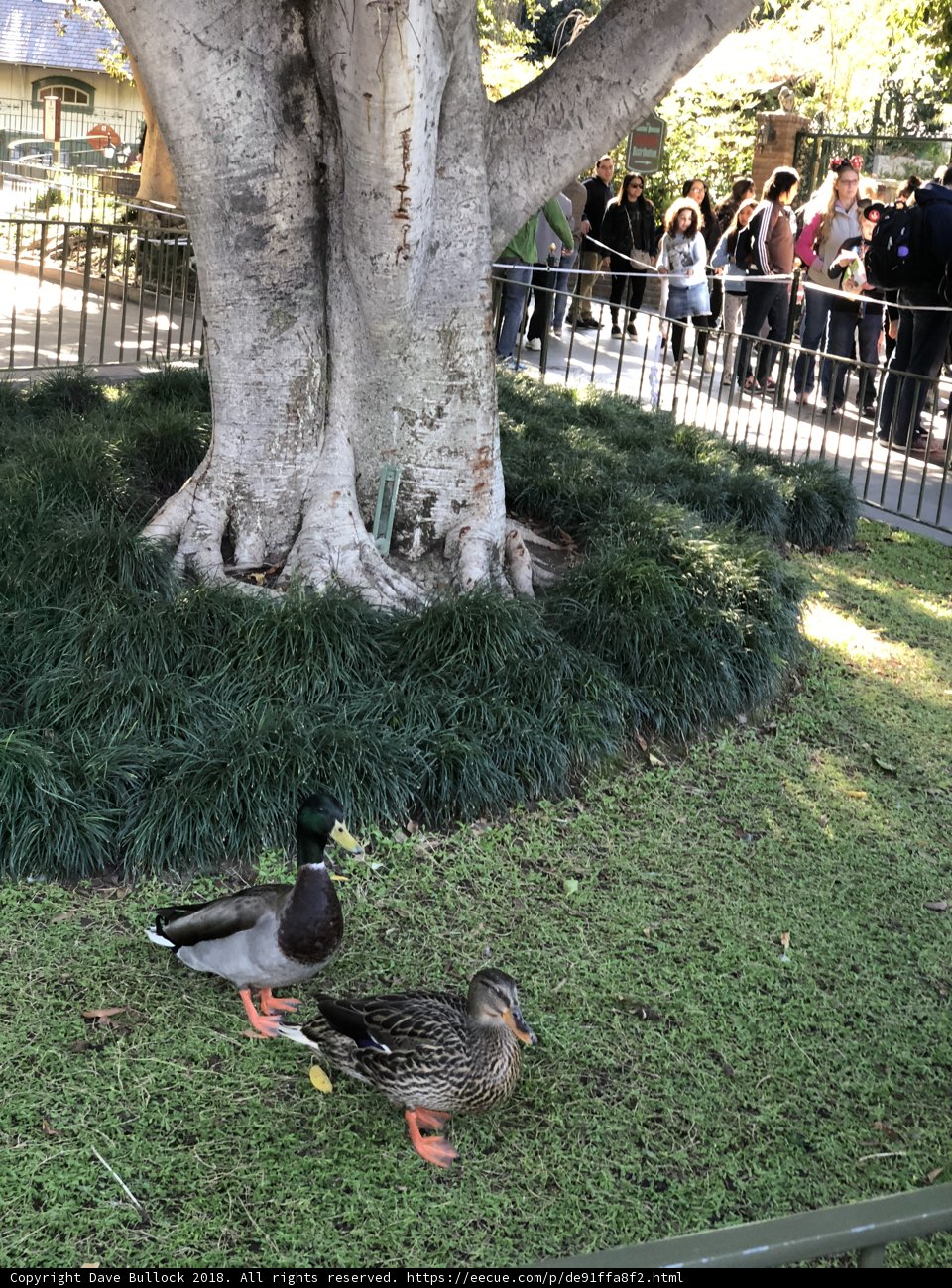 Feathered Friends