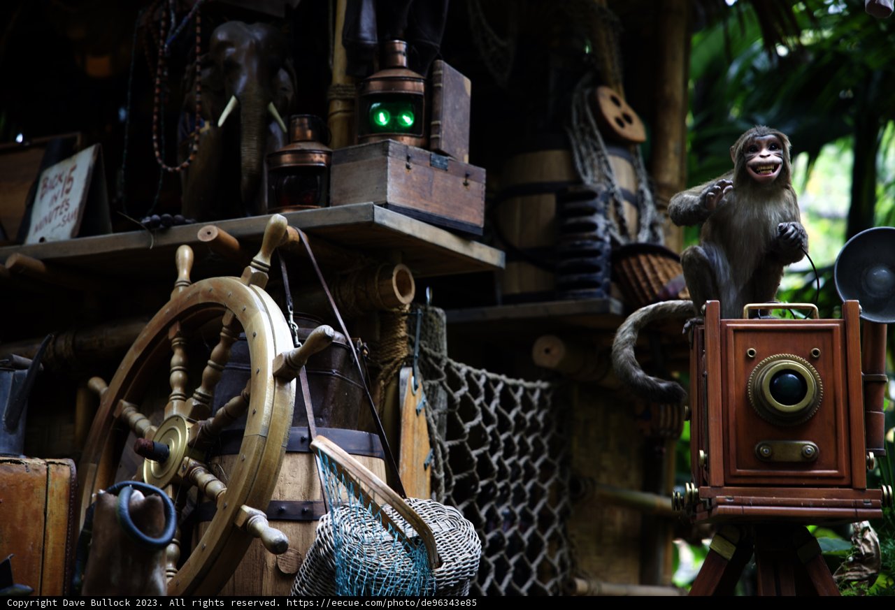 Monkeying Around with Photography