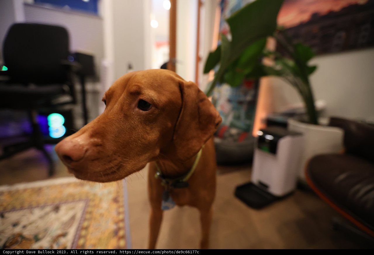 Furry Friend in a Cozy Living Room