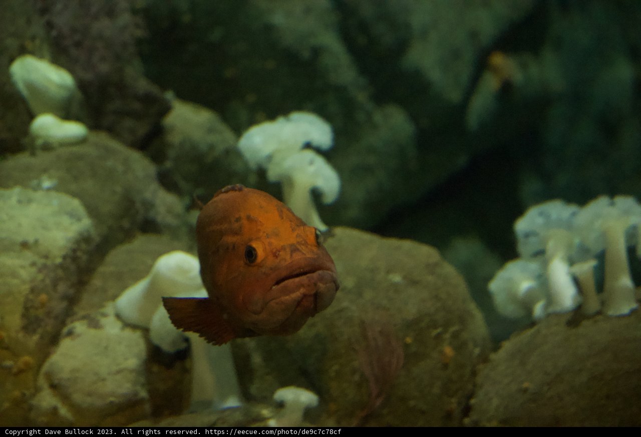 Vibrant Underwater Encounter