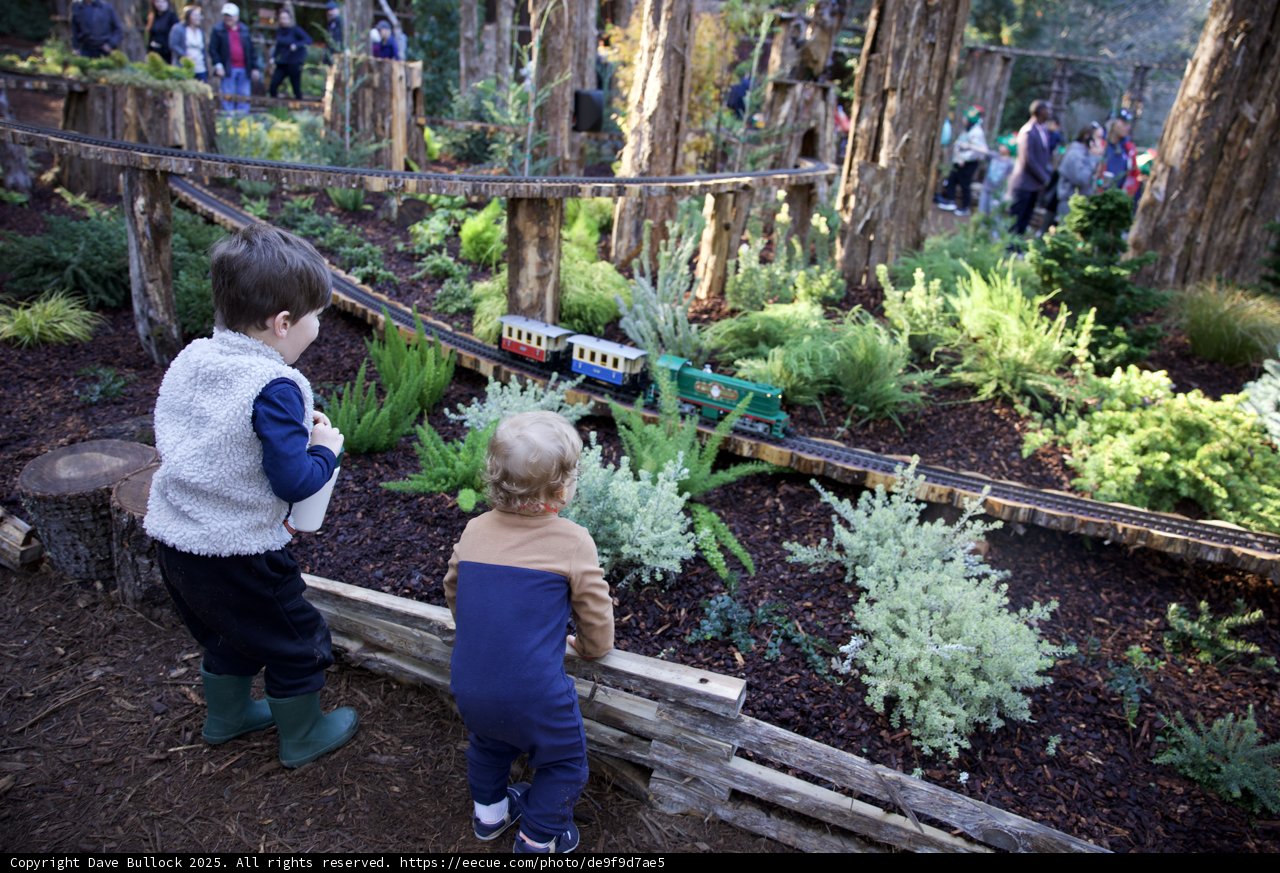 Whimsical Woodland Adventures