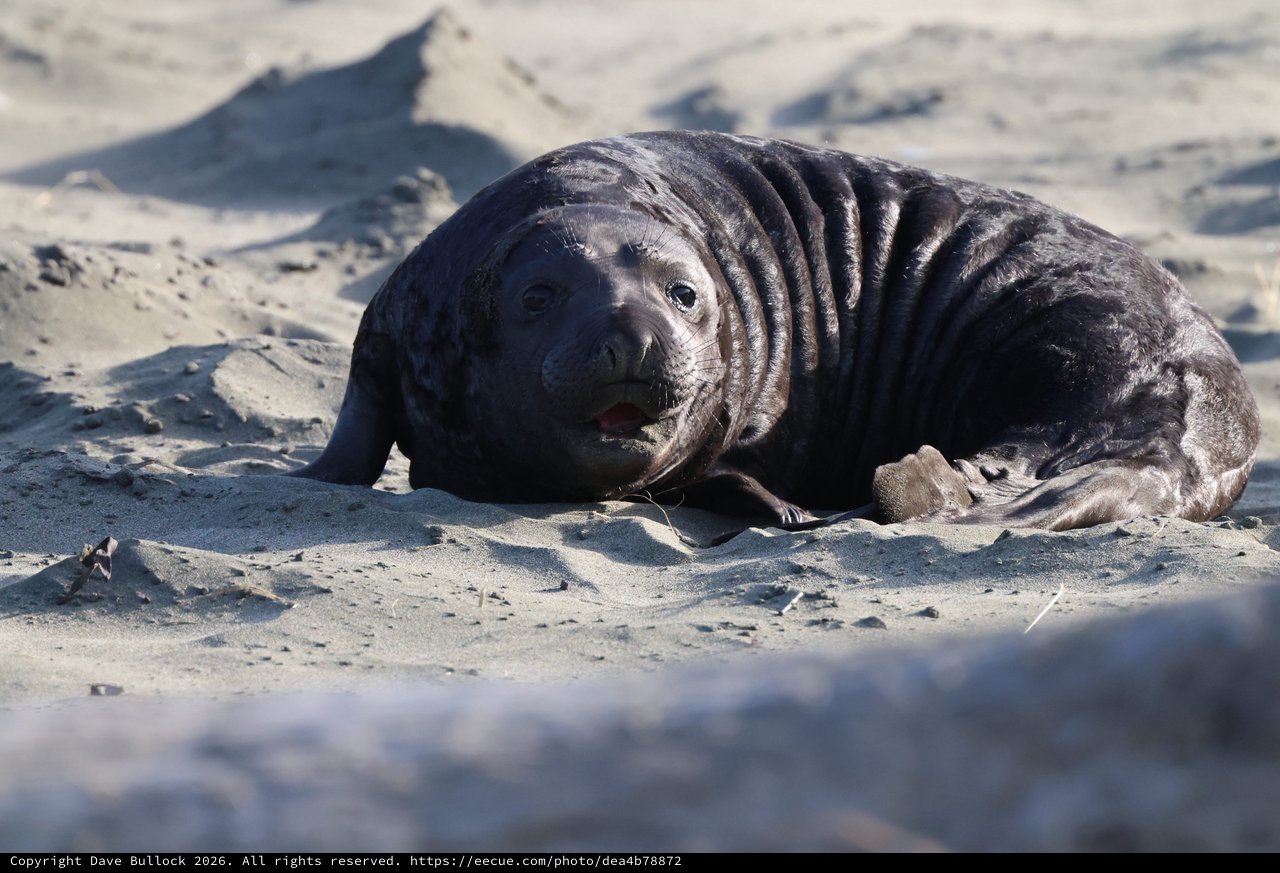 Young Elephant Seal Pup Resting on Sandy Beach