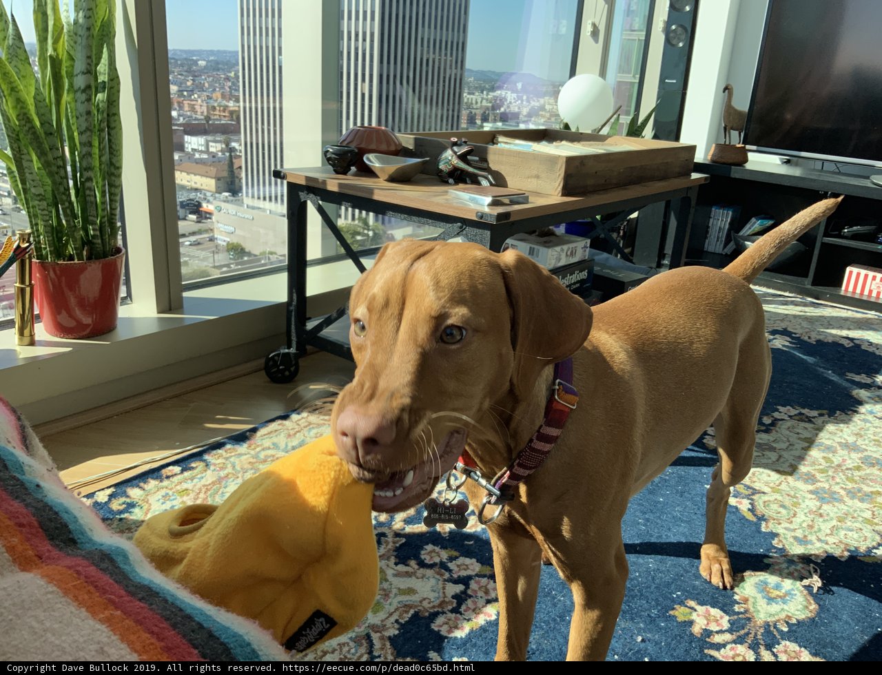 The Regal Vizsla and Plant Decor