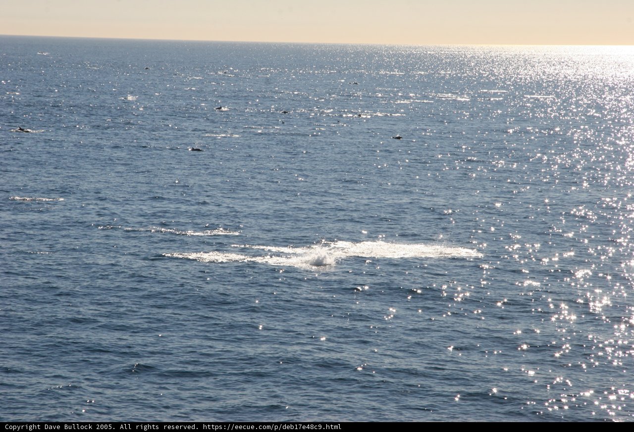 Majestic Whale Swimming Near Shore