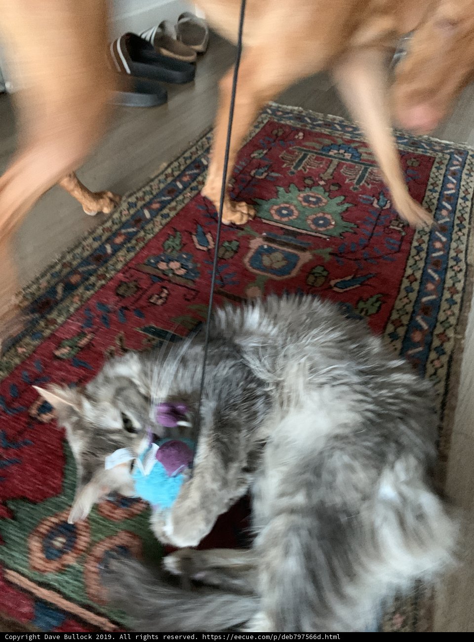 Furry Friends at Play