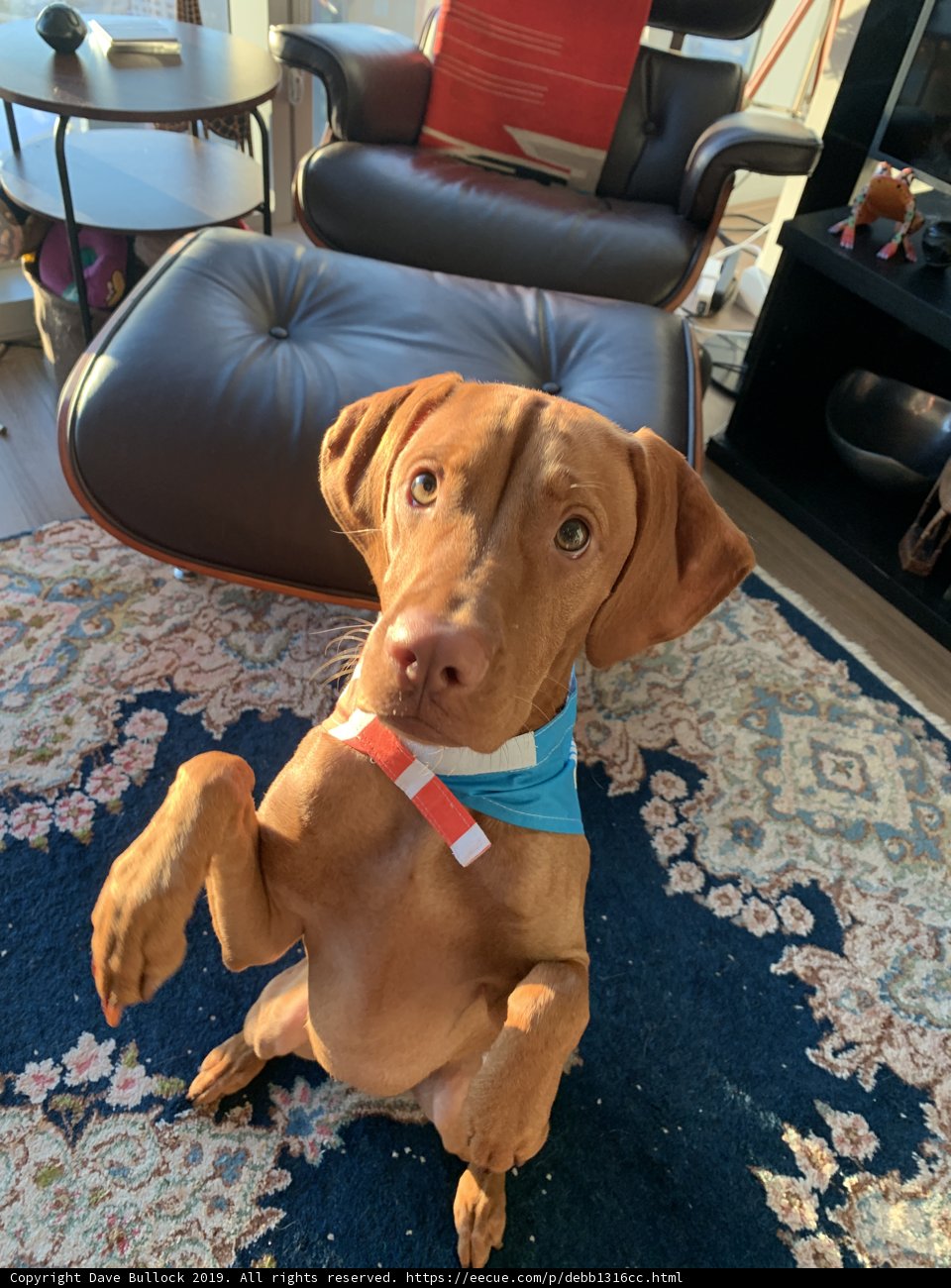 The Regal Hound