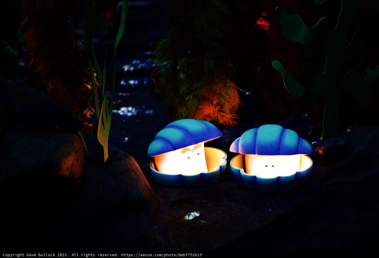 Serene Seashells at Disneyland