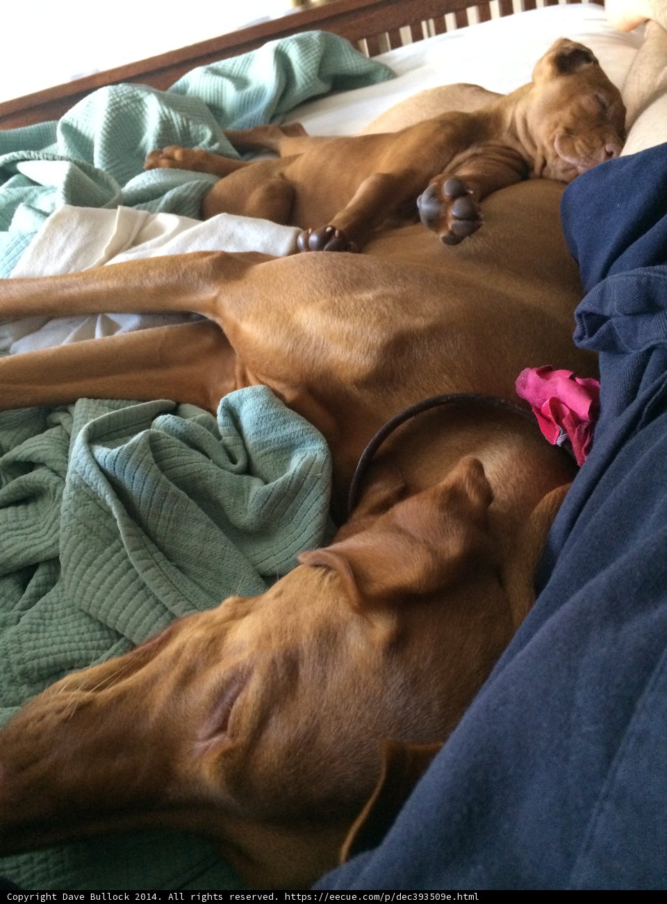 Two Canine Companions