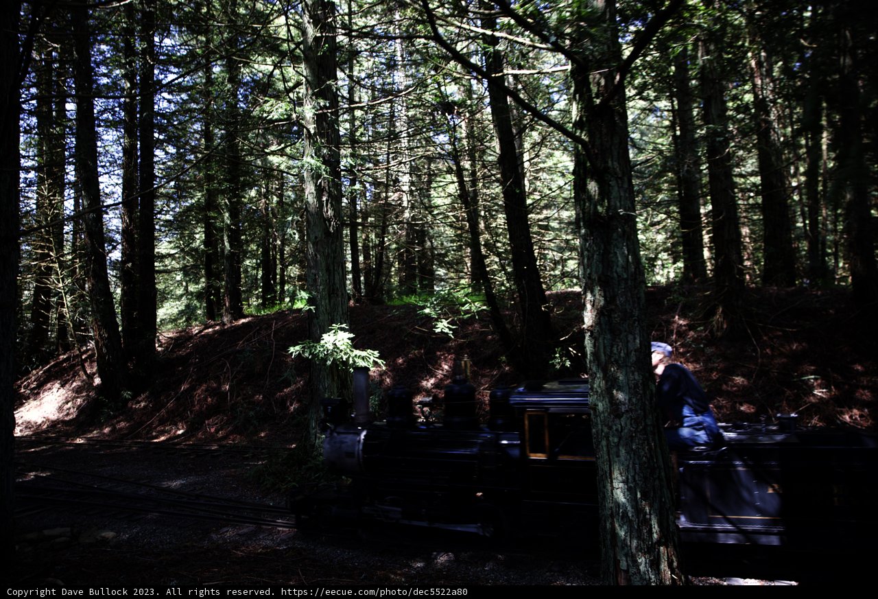 Enchanting Train Ride Through the Forest