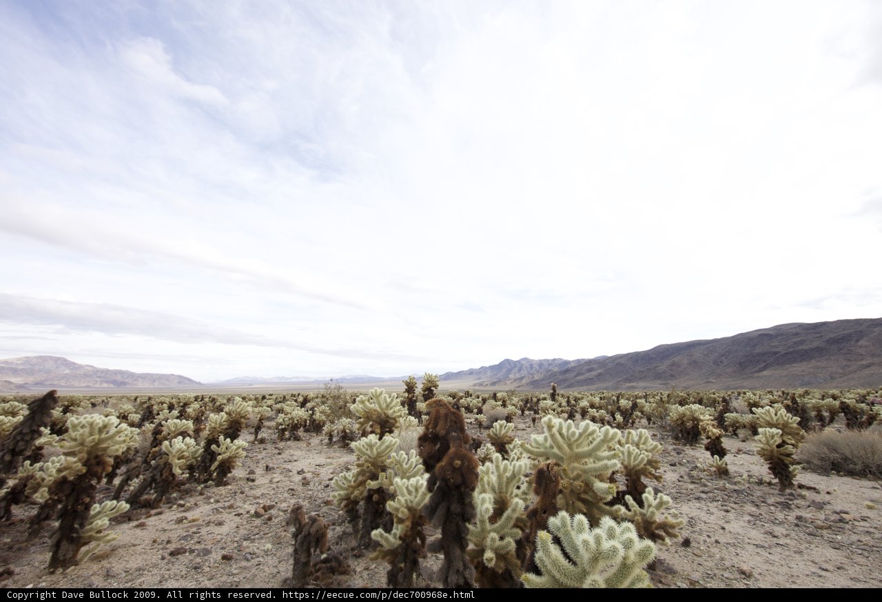Majestic Mountains and Vibrant Cacti