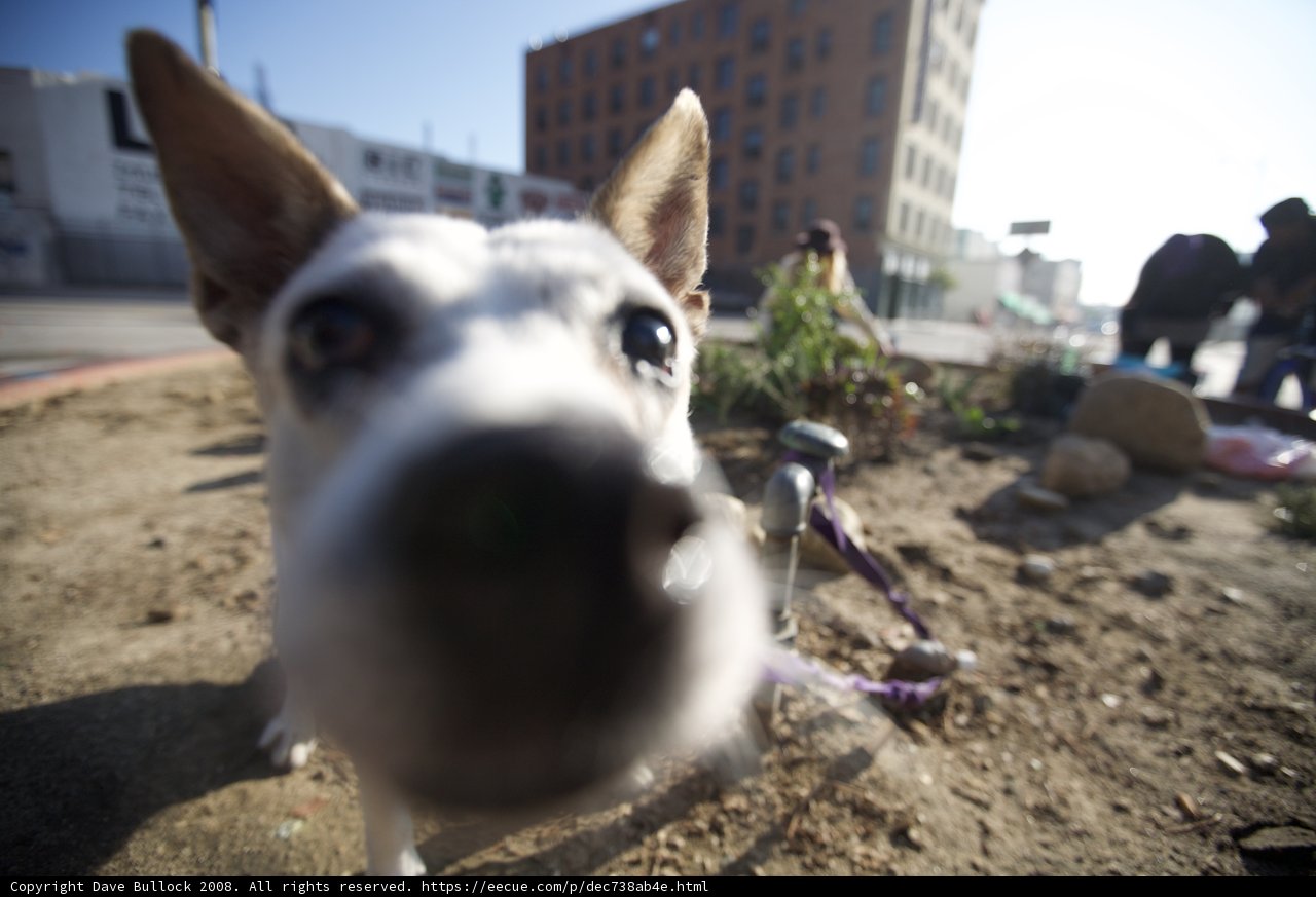 Canine Companion in the City