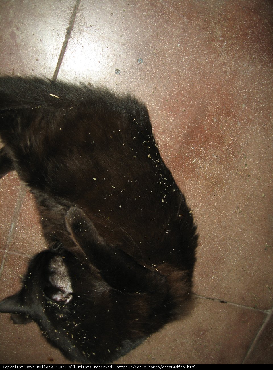 Upside Down Feline